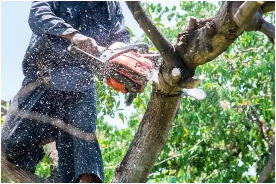tree services Abrams